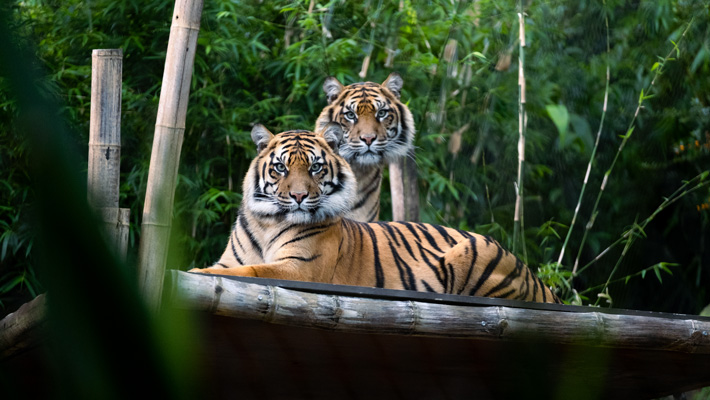 Sumatran Tiger. Photo: Guy Dixon