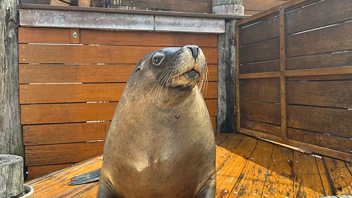 Storm, Australian Sea Lion