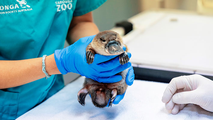 Juvenile platypus at Taronga Zoo