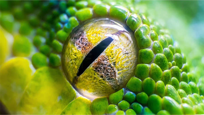 Close up of python eye