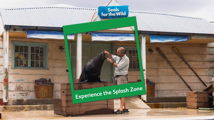 Seal-iously good memories