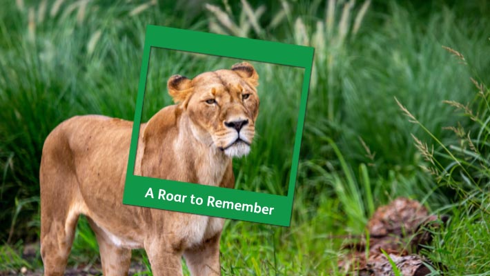 Make paw-fect memories with our Lion pride