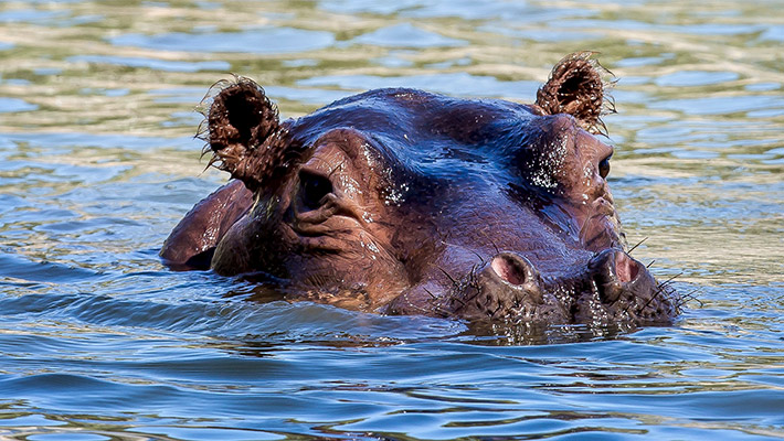 Hippopotamus 