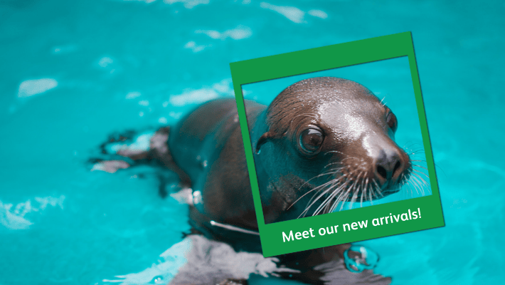 Seal pup at Taronga Zoo