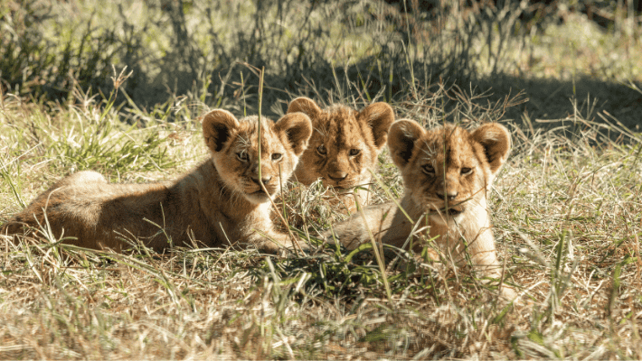 African Lions Cubs join the Pride in Dubbo