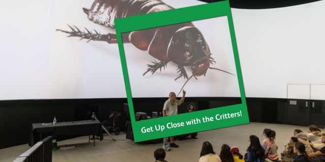 Crawly Critters Alive Show