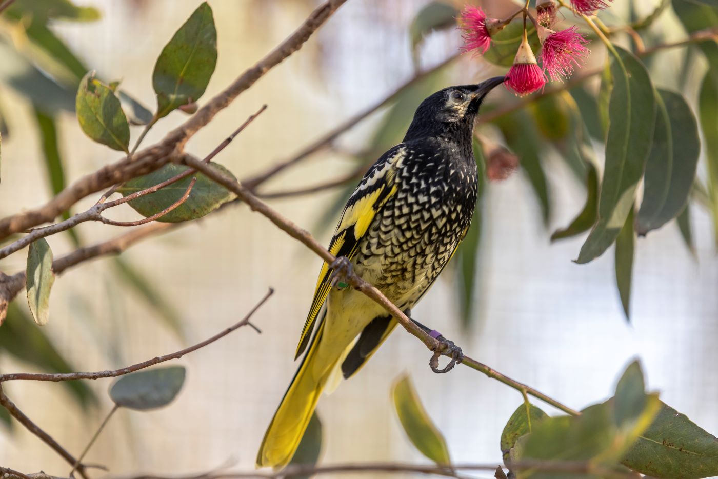 Regent Honeyeater: Rick Stevens