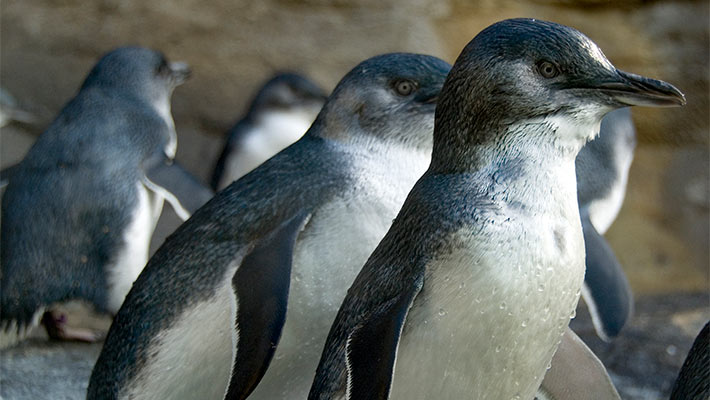 Australian Little Penguins