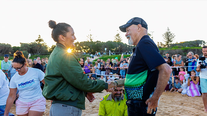 Loggerhead turtle hatchlings released into the wild