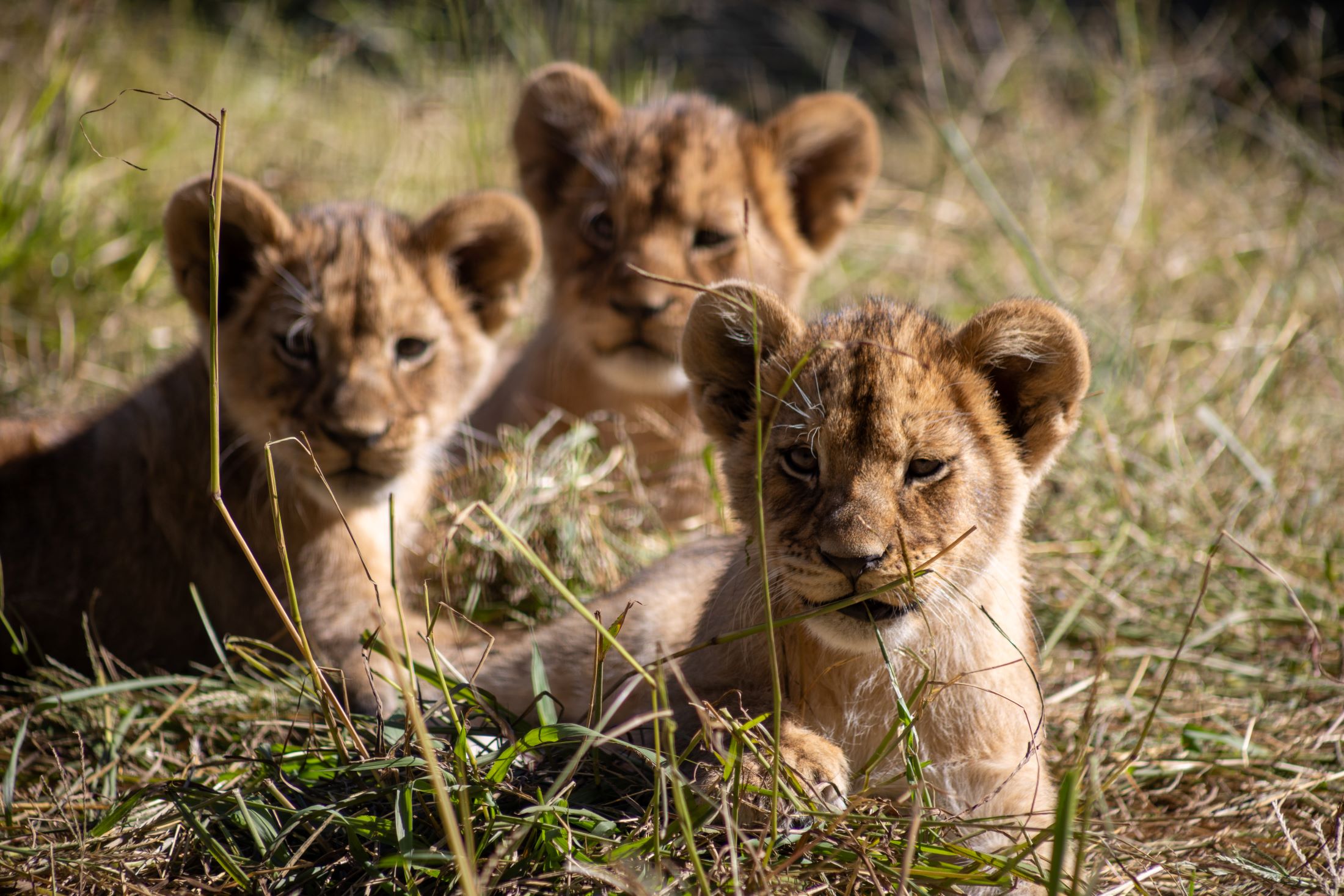 Three cubs born at Taronga Western Plains Zoo Dubbo