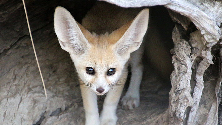 Kareru, male Fennec Fox