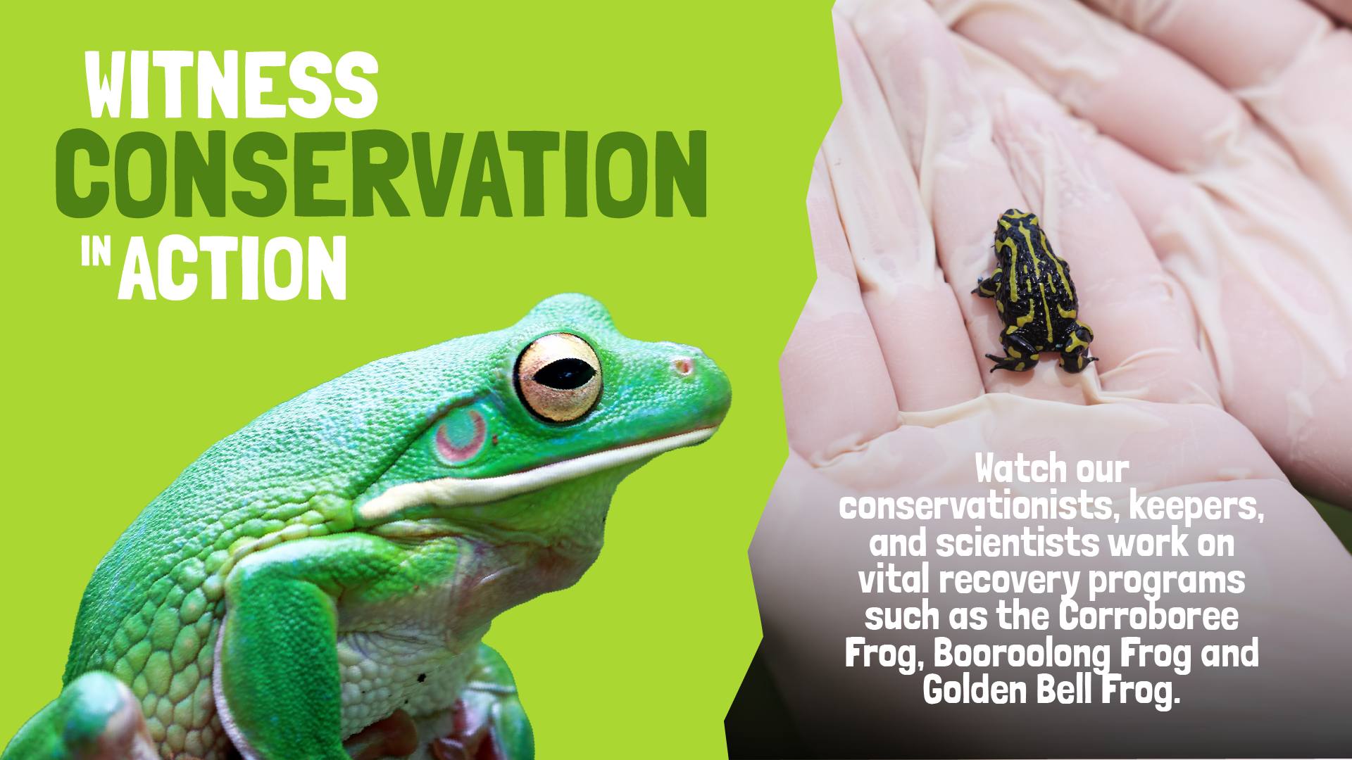 Witness conservation in action