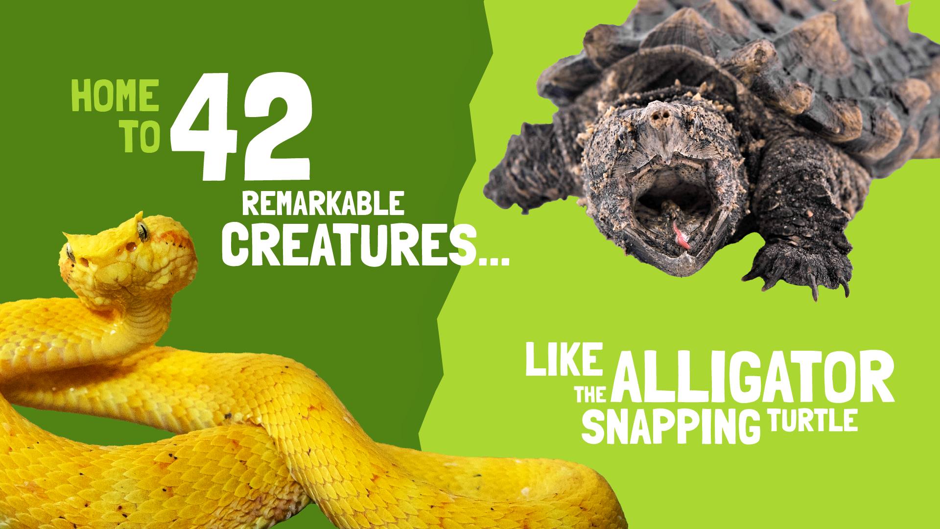 See 42 creatures that jump, slither and crawl