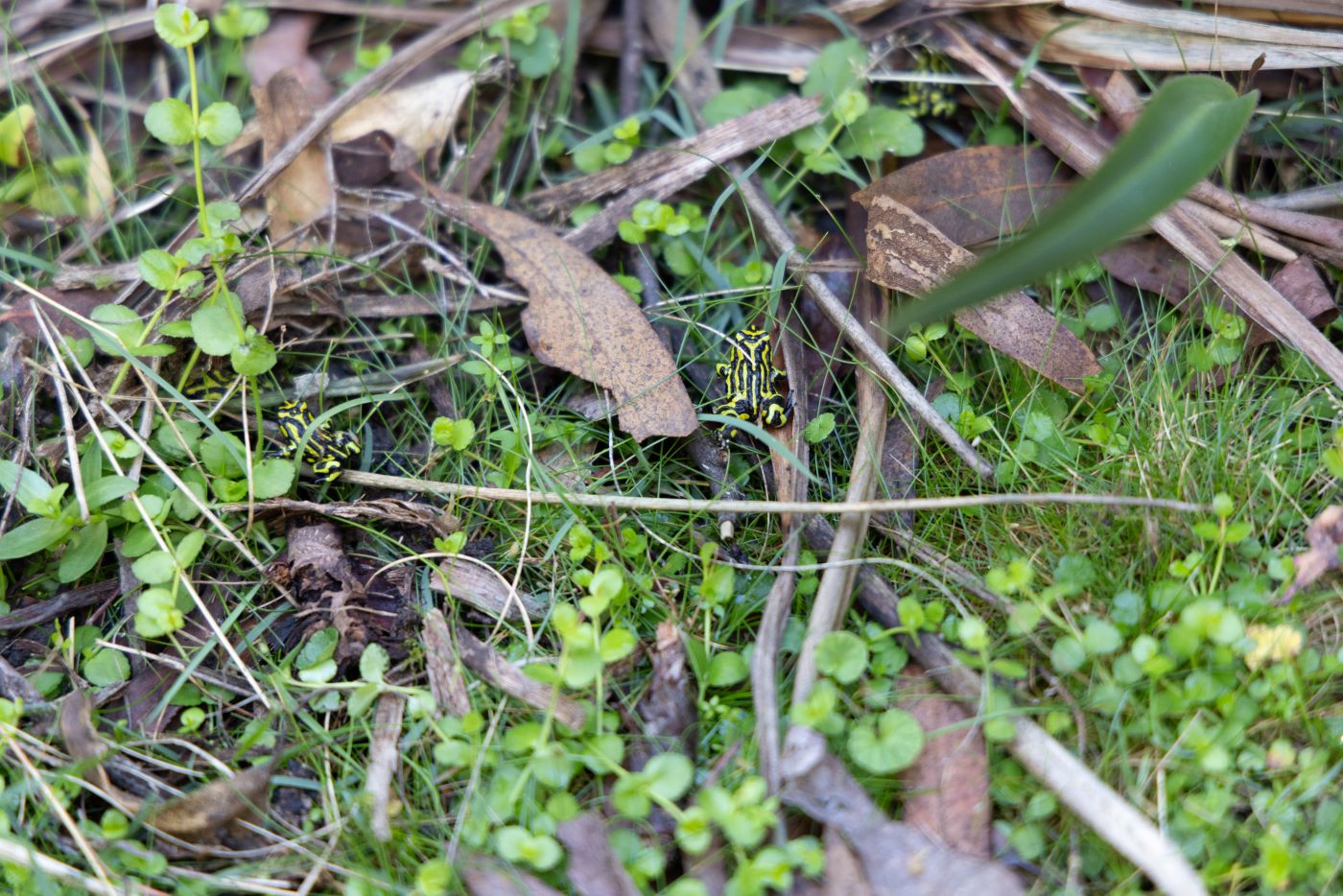 4 Northern Corroboree Frogs released as part of Saving our Species program