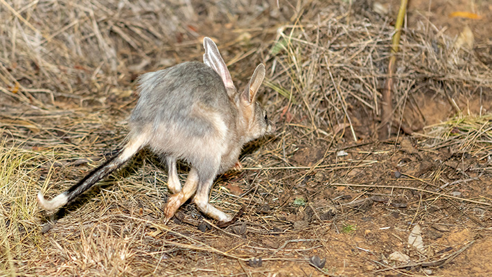 Greater Bilby in the Taronga wildlife sanctuary 