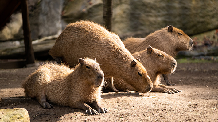 Capybara troop at Taronga Zoo Sydney 