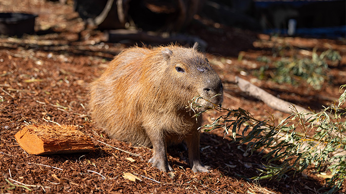 As smart as a dog, Capybaras are the largest living rodent on the planet!