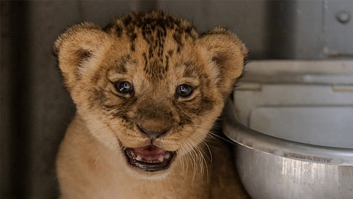 Lion cubs born at Taronga Western Plains Zoo