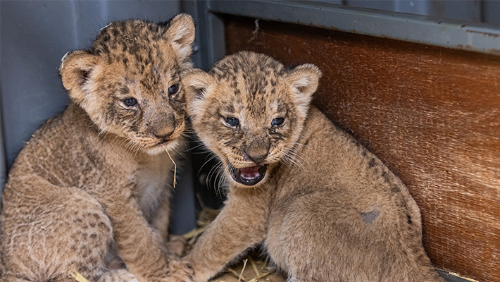 Lion cubs born at Taronga Western Plains Zoo