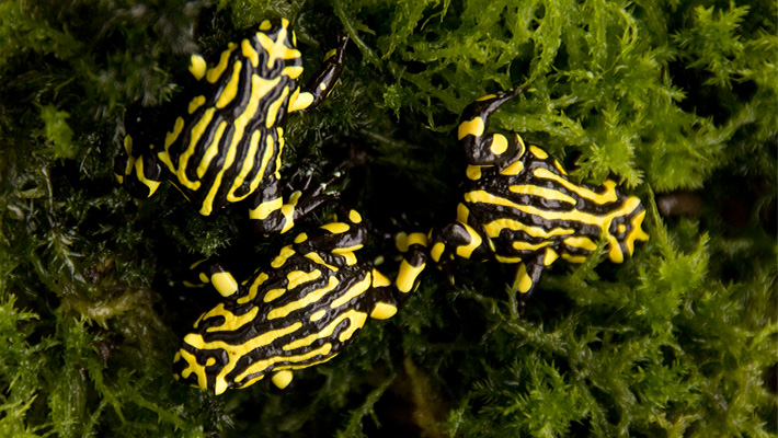 Corroboree Frogs at Taronga Conservation Society