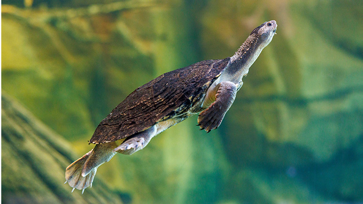 Mary River Turtle in ARC 