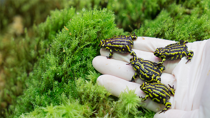 Corroboree Frogs at Taronga Conservation Society
