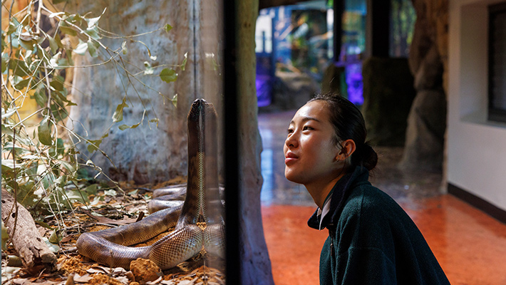 Black-headed Python in ARC