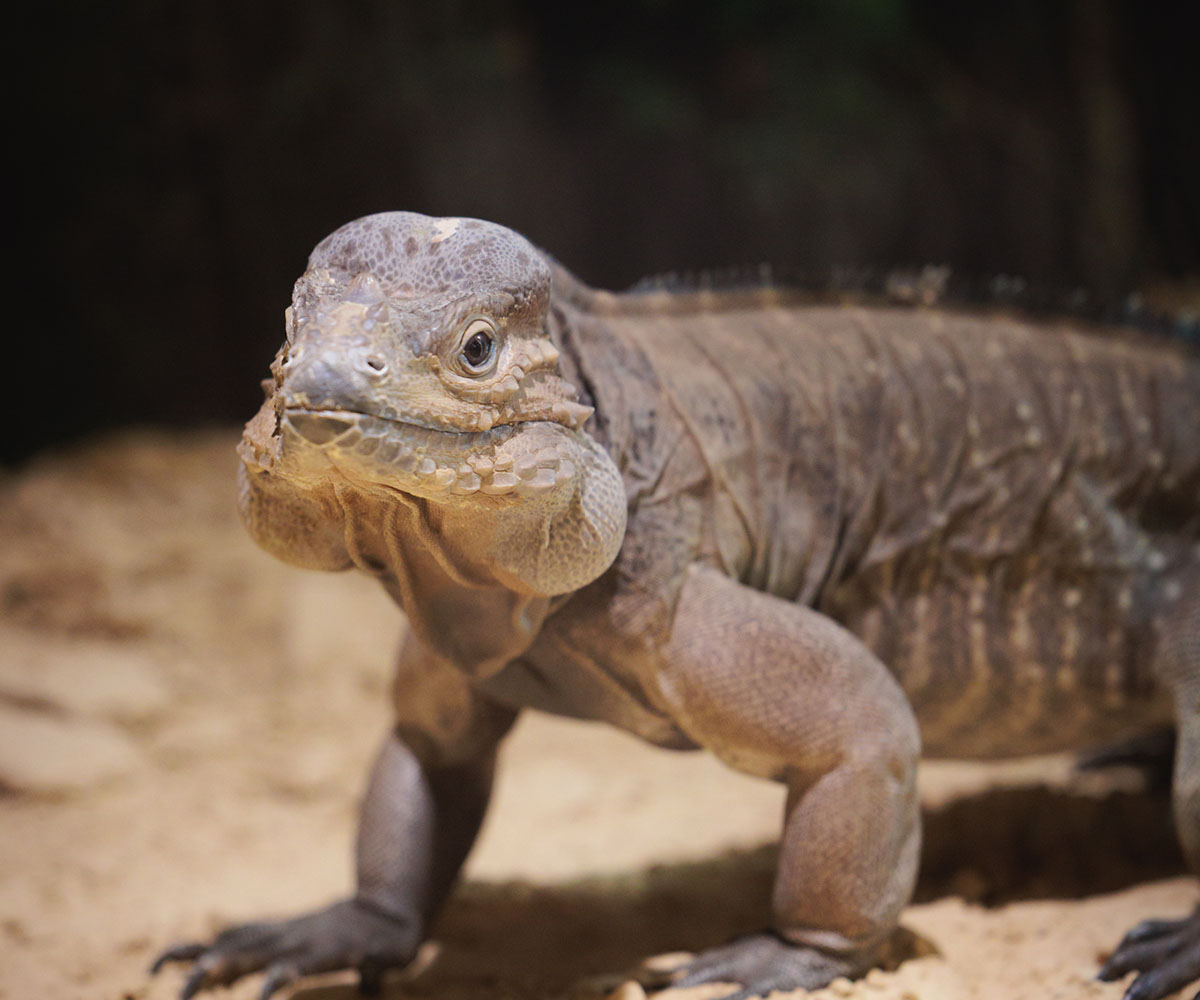 Rhinoceros Iguana