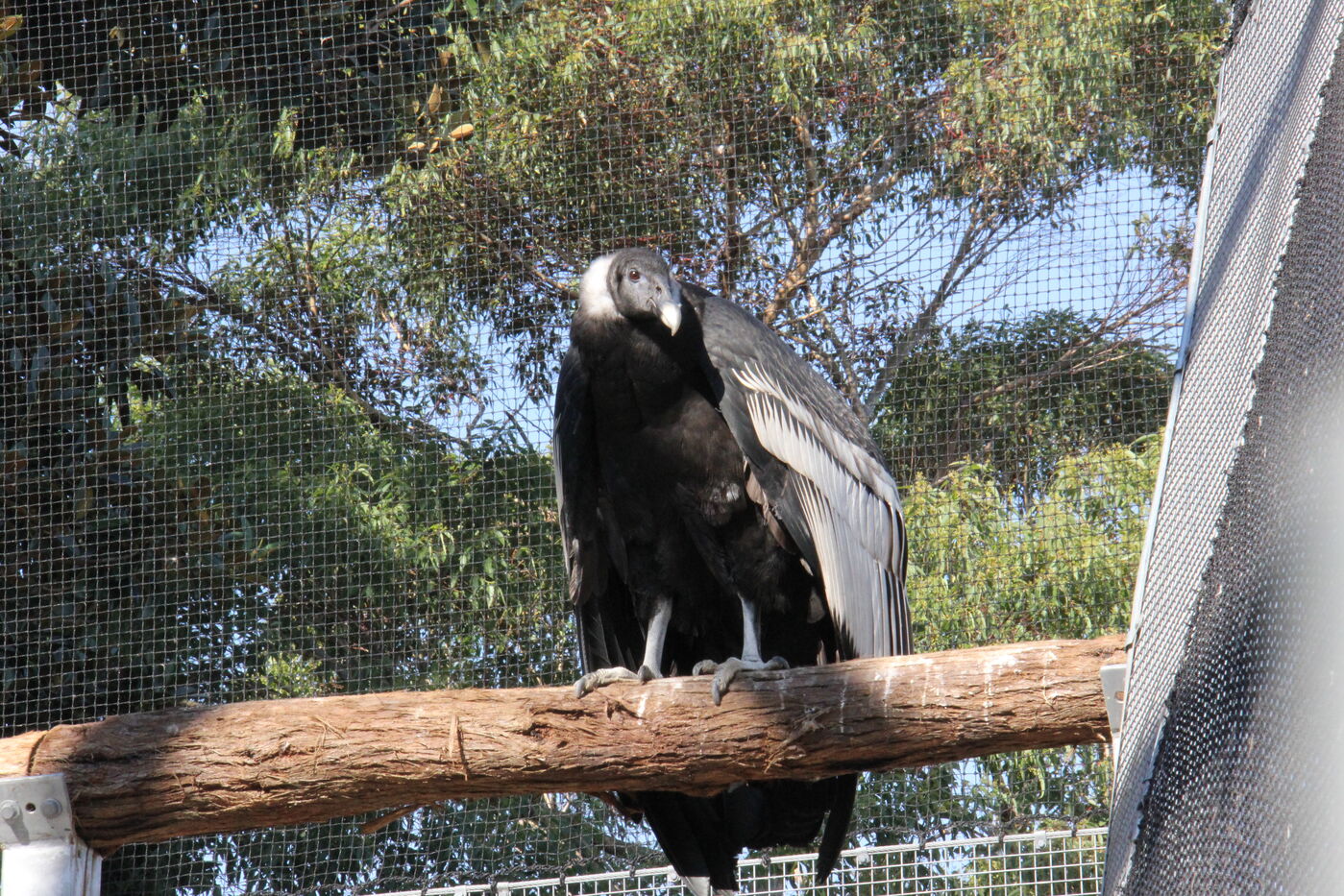Andean Condor at Taronga Zoo