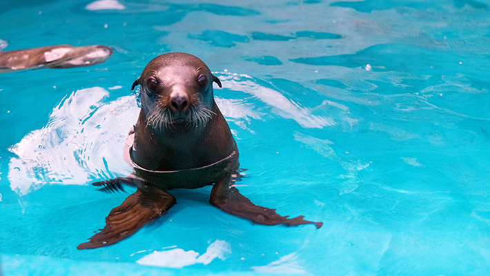Australian Sea Lion