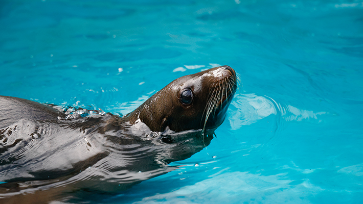 Australian Sea Lion