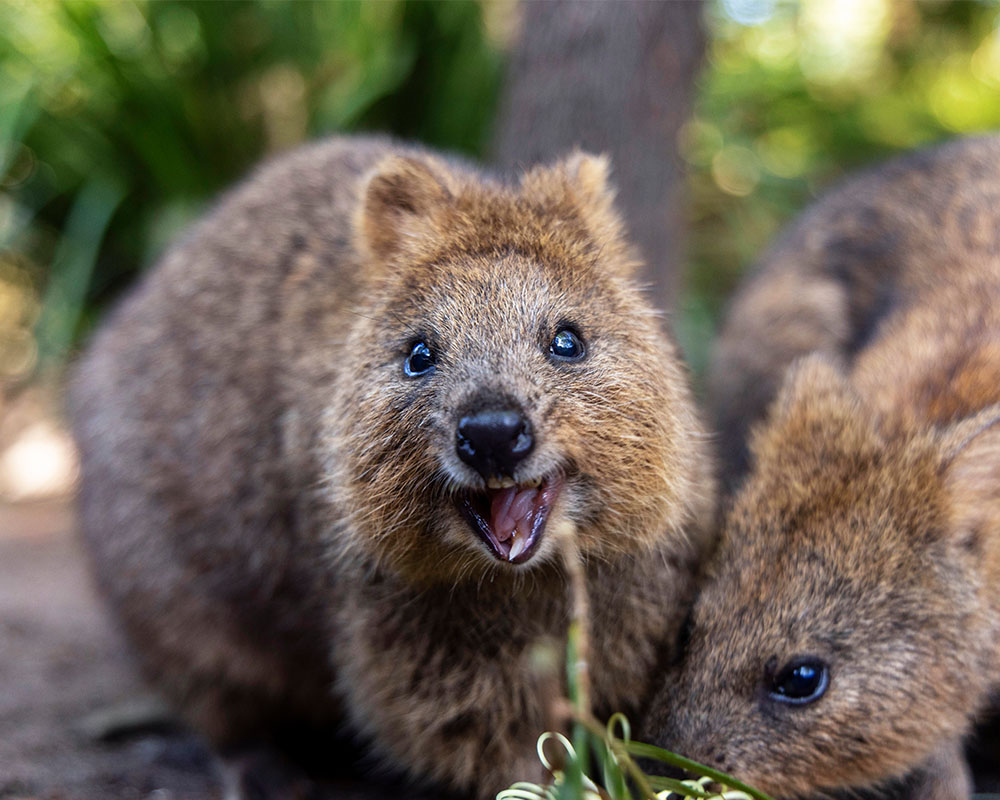 Quokka 
