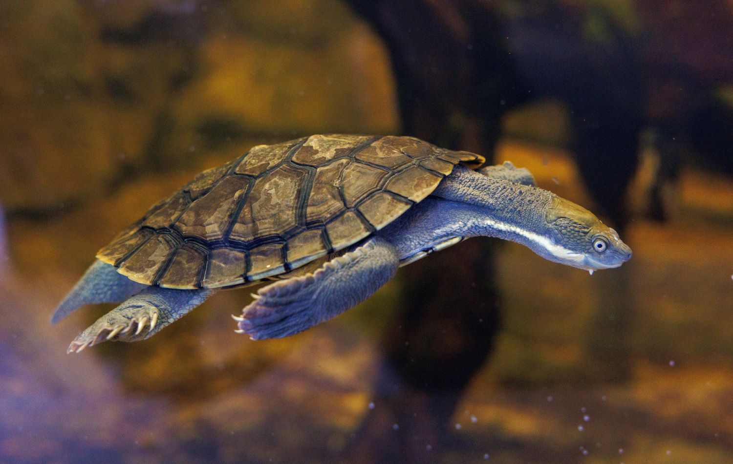 Bellinger River Turtle
