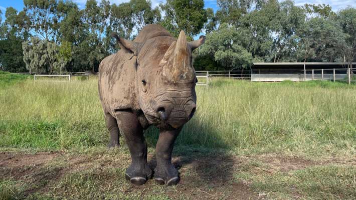 Black Rhino Kufara