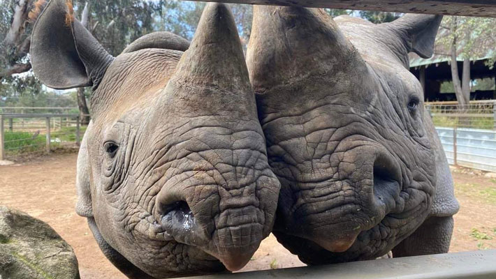 Black Rhinos Sabi and Kufara at Taronga Western Plains Zoo