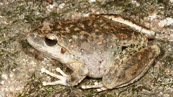 Booroolong Frog