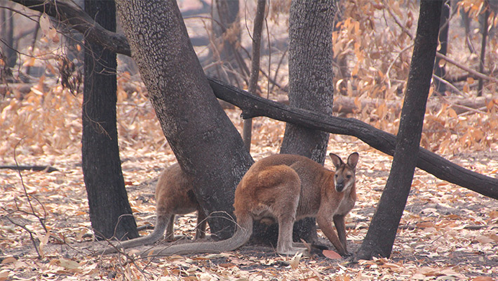 Red-necked wallaby amongst bushfire-affected fields