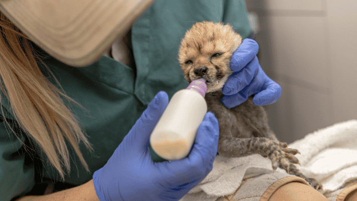 Cheetah Cub at 4 weeks old being hand-raised credit: Rick Stevens