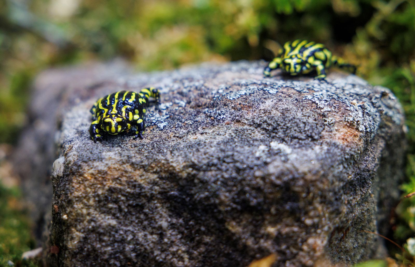 Corroboree Frog