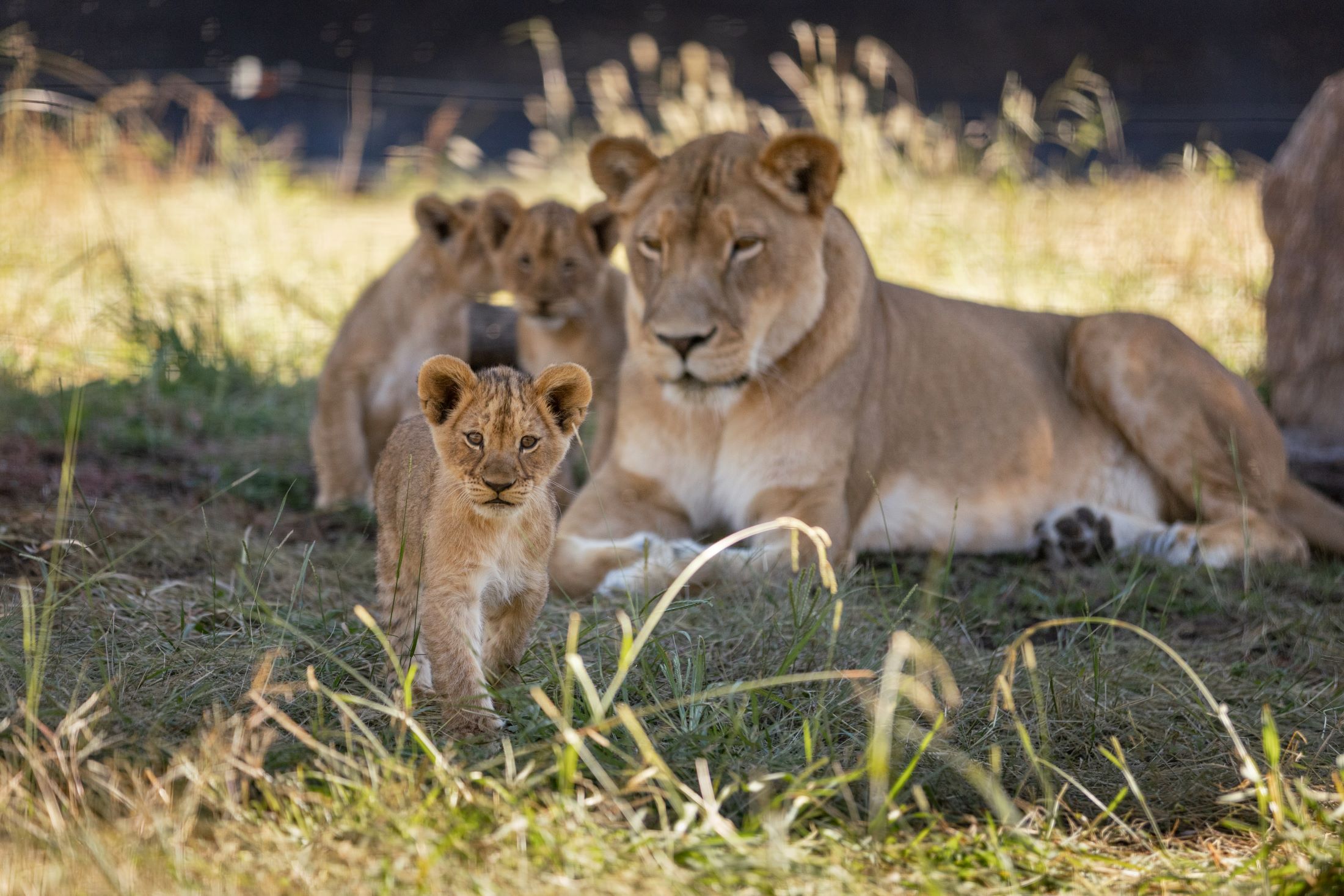 The curious cubs exploring their new habitat