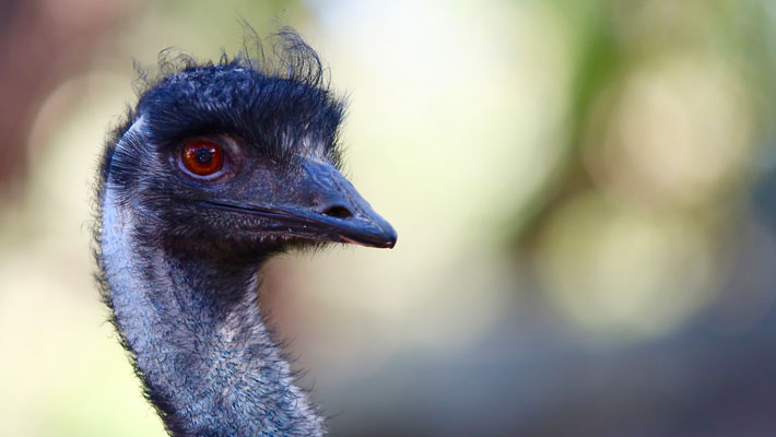 Emu at Taronga Zoo Sydney