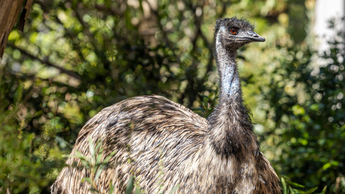 Emu at Taronga Zoo Sydney