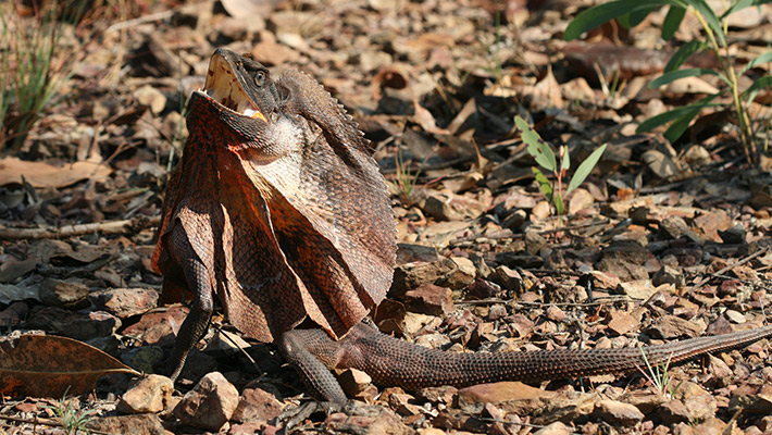 Frilled Lizard. Photo: Michael McFaddon