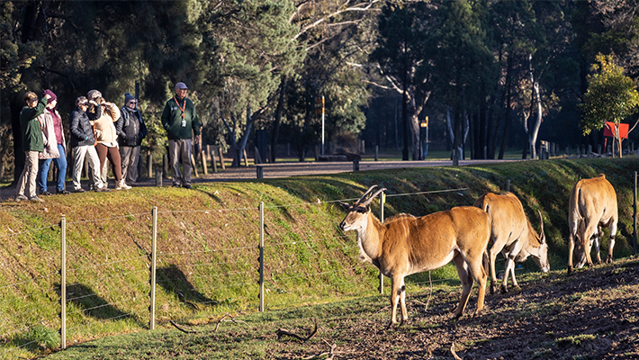 Giants of Africa experience