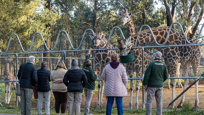 Giants of Africa experience