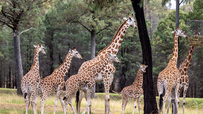 Meet and feed the world’s tallest animal.