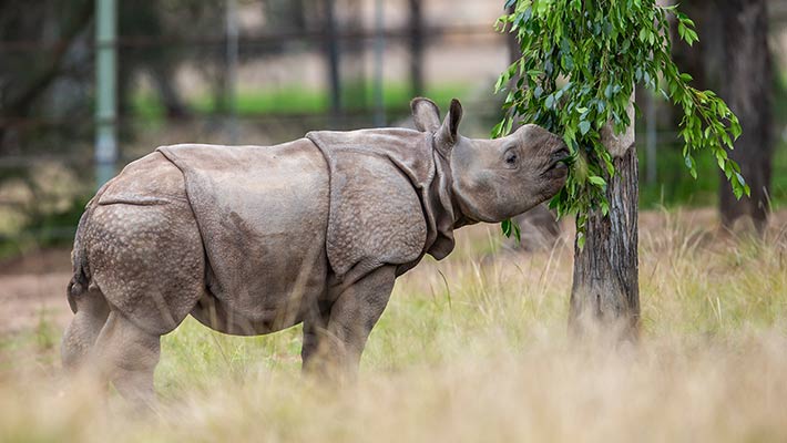 Hari the Greater One-Horned Rhinoceros 