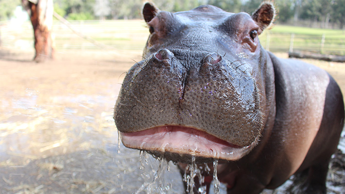 Hippopotamus, Taronga Western Plains Zoo 