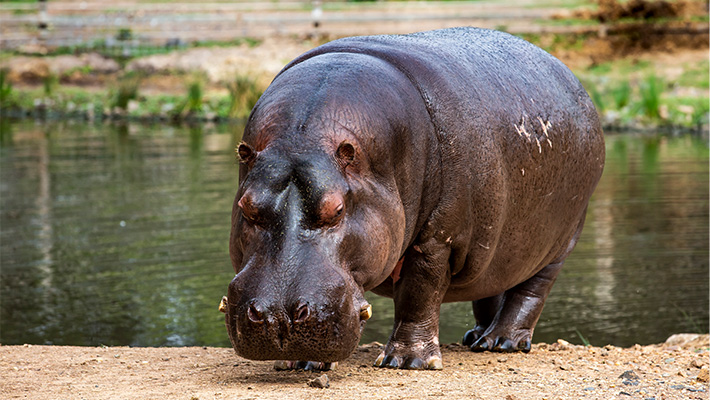 Hippopotamus, Taronga Western Plains Zoo 
