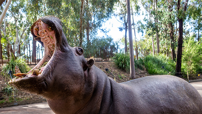 Hippopotamus, Taronga Western Plains Zoo 